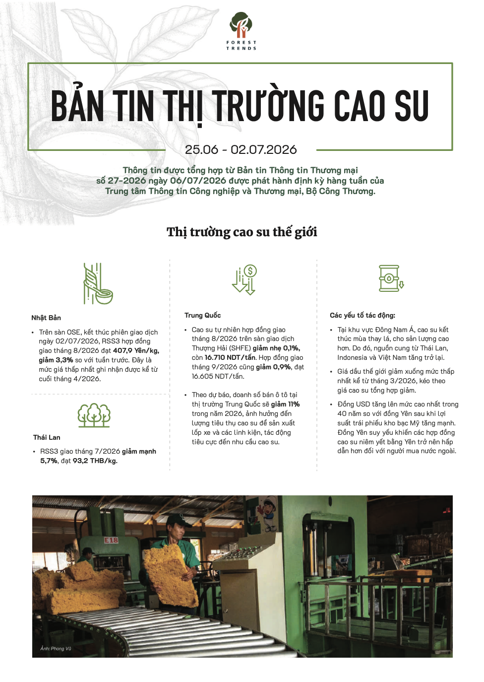 Bản tin thị trường cao su (25/6-2/7/2026)