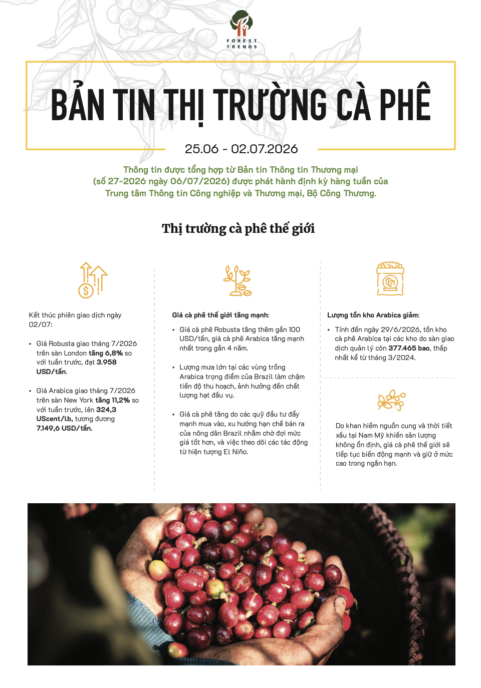Bản tin thị trường cà phê (25/6-2/7/2026)