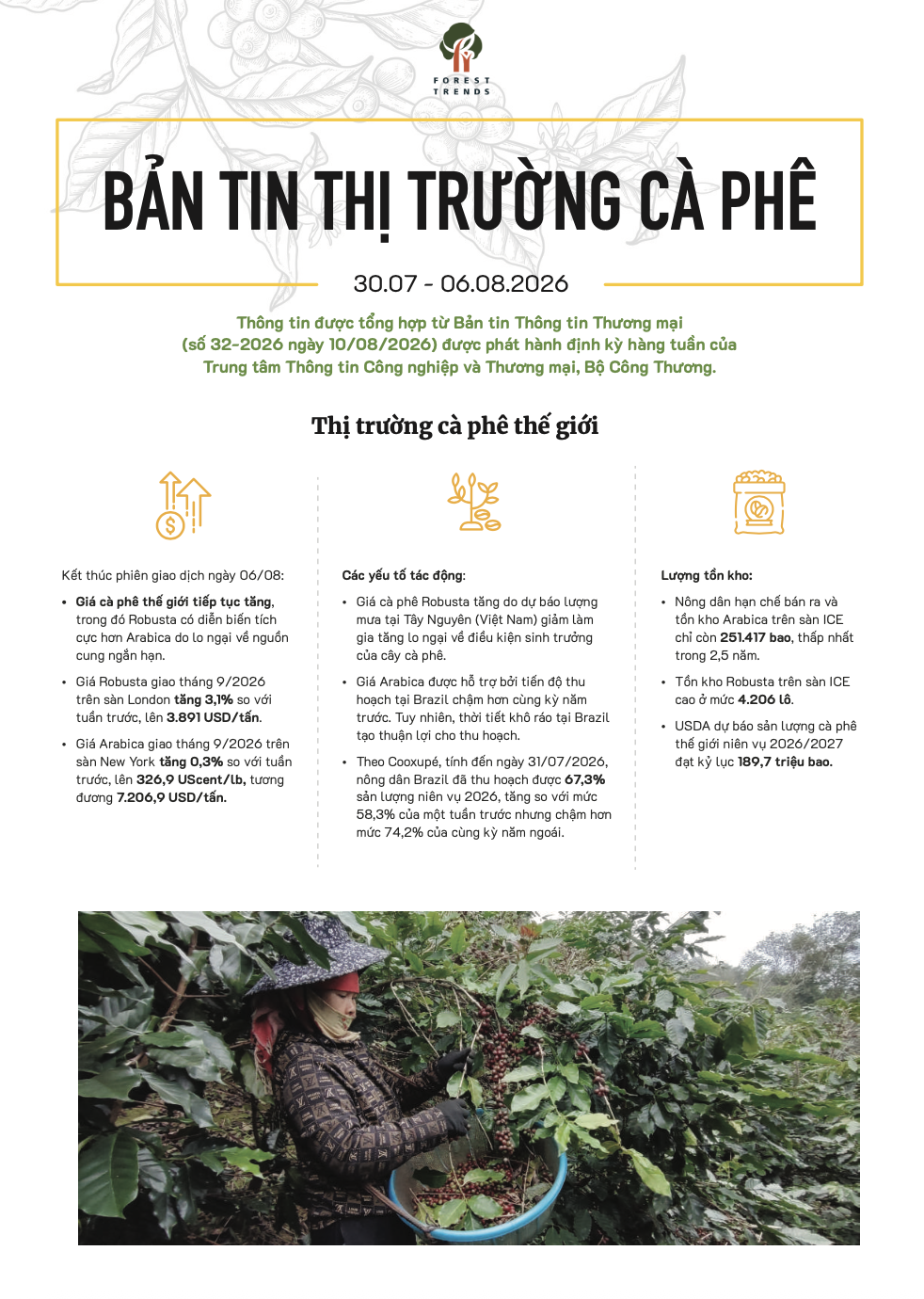 Bản tin thị trường cà phê (30/07-06/08/2026)