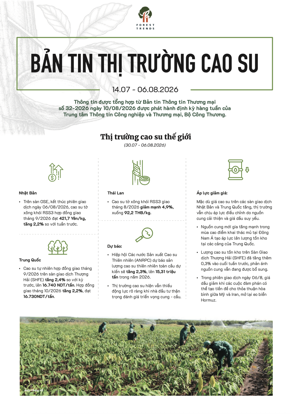Bản tin thị trường cao su (14/07-06/08/2026)