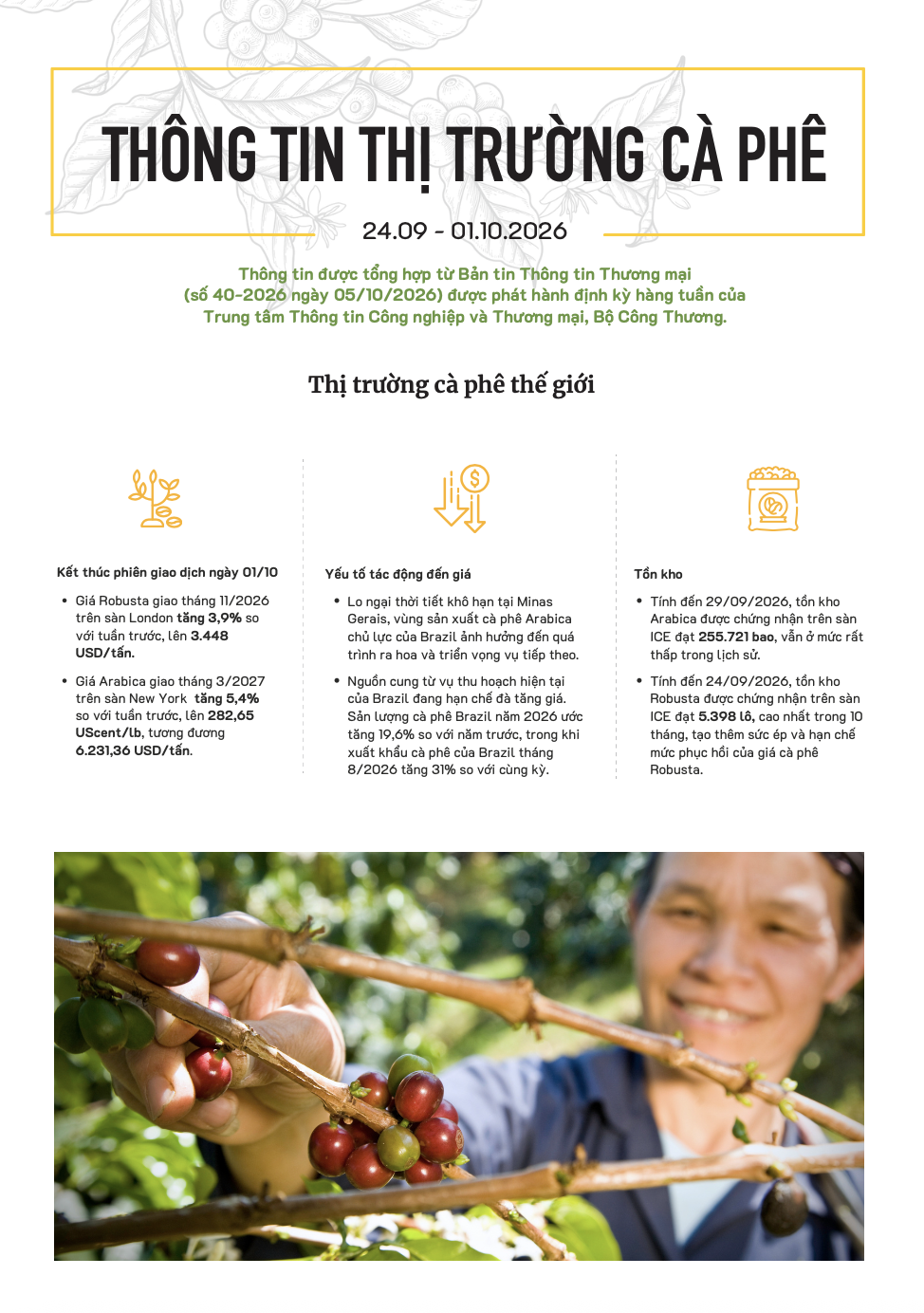 Thông tin thị trường cà phê (24/09-01/10/2026)