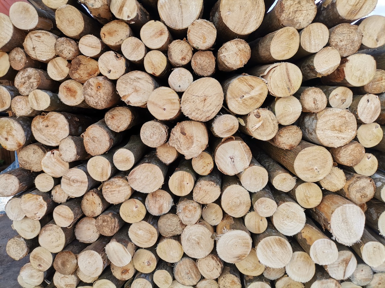 Hội thảo “Đếm ngược tuân thủ EUDR: FSC có thể hỗ trợ như thế nào?”