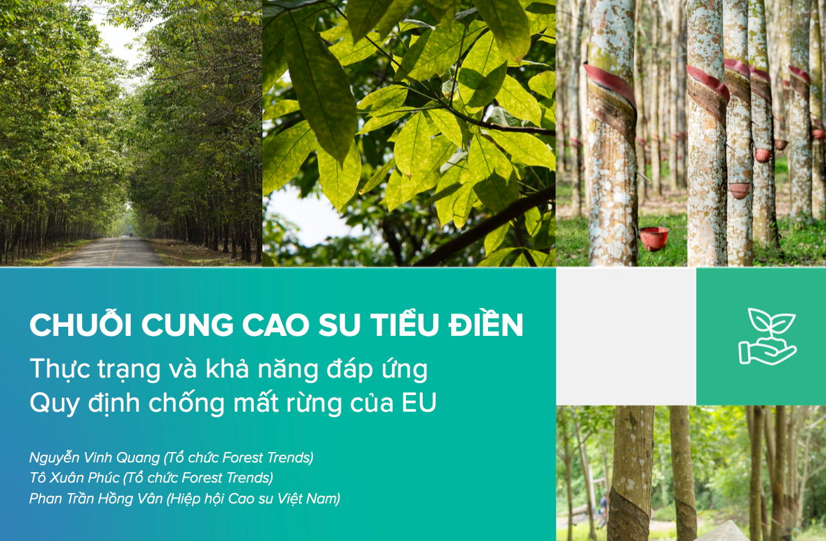 Chuỗi cung cao su tiểu điền: thực trạng và khả năng đáp ứng Quy định chống mất rừng của EU