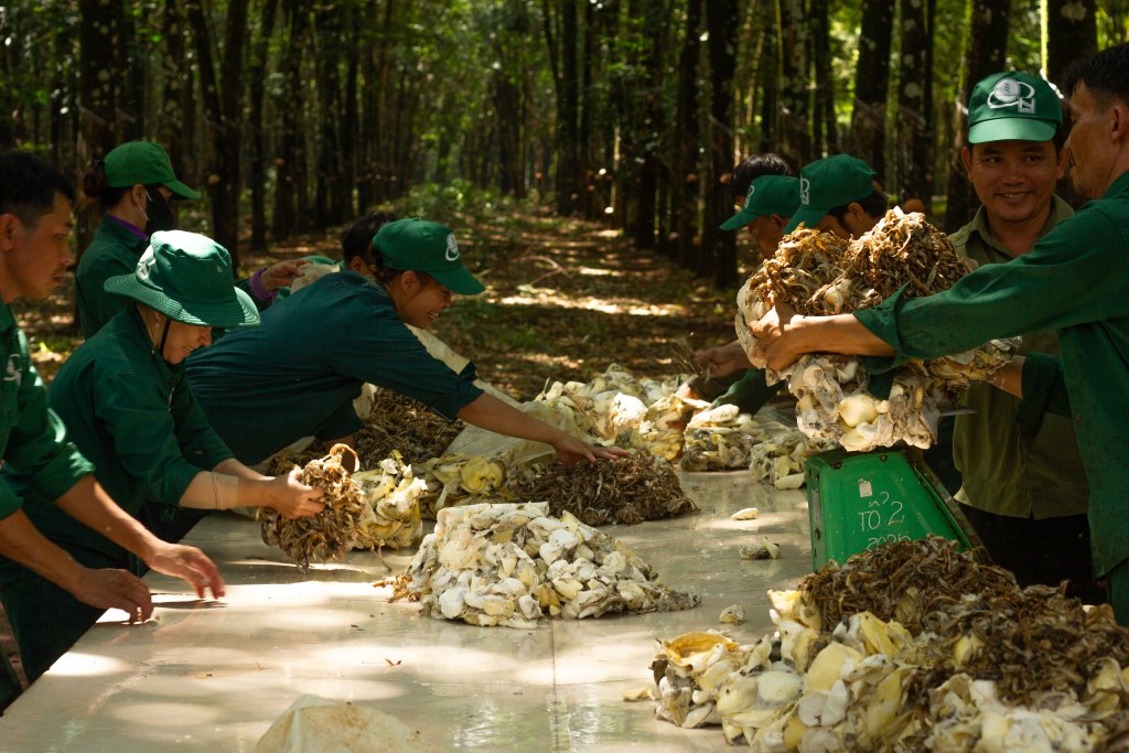 Nhân công trong vườn cao su đang tập trung thu hoạch và phân loại mủ cao su, với cây cao su và rừng xanh xung quanh.