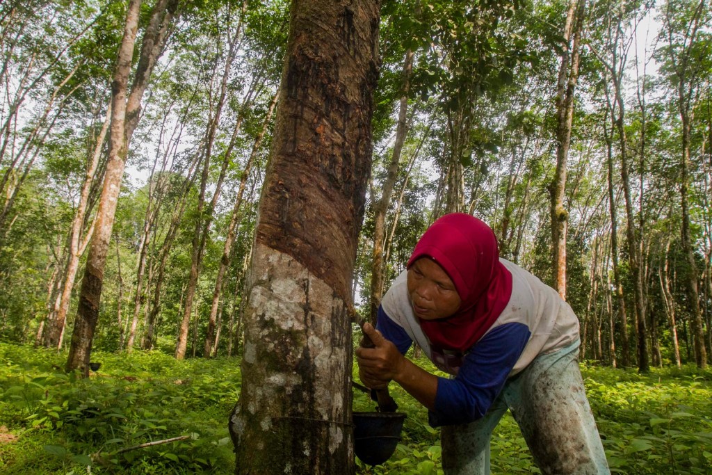 A woman tapping rubber from a tree in a forest, wearing a red hijab and focused on her task.