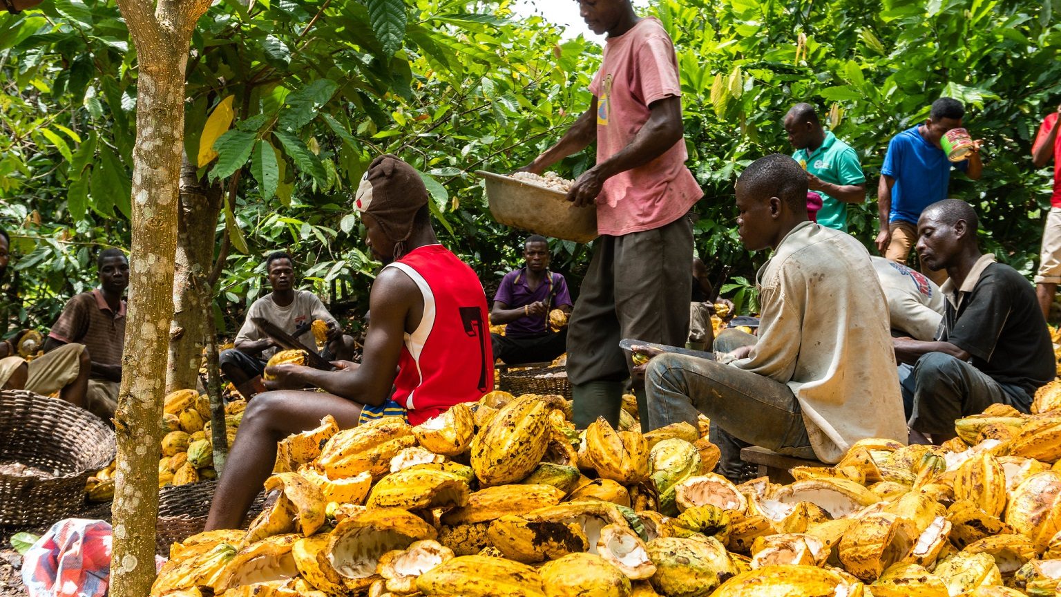 Người nông dân thu hoạch hạt cacao, với nhiều trái cacao vàng xung quanh, trong một khu vườn nhiệt đới.