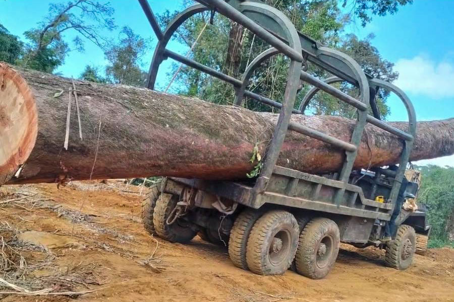 Xe tải chở một khúc gỗ lớn đang di chuyển qua khu vực lâm nghiệp bị chặt phá.