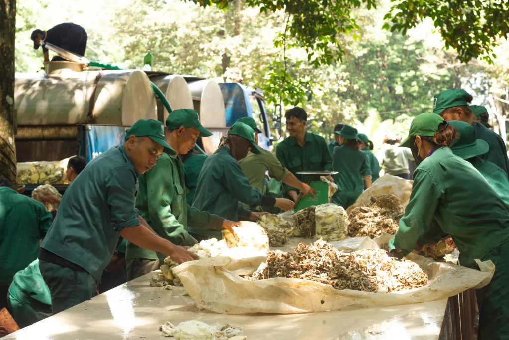 Bản tin thị trường cao su Việt Nam và thế giới (19/5-2/6/2026)
