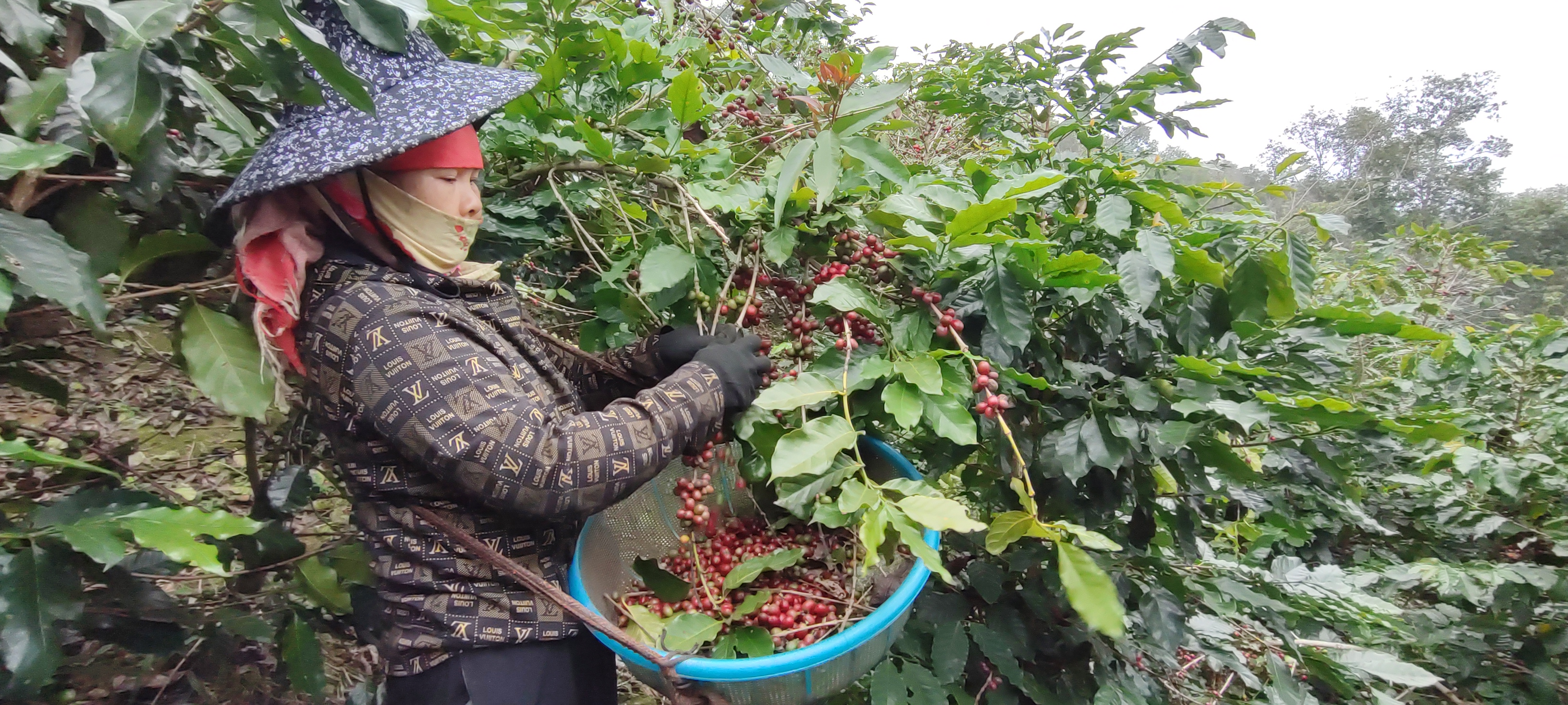 Bản tin thị trường cà phê Việt Nam và thế giới (18–25/6/2026)