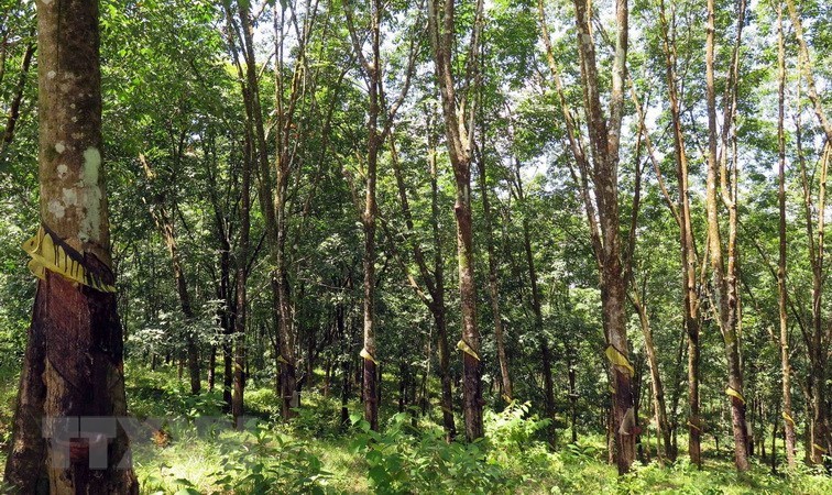Ngành cao su tìm lời giải để khai thác tín chỉ carbon
