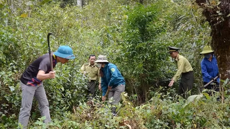 Nhan Dan | Vietnamese businesses need to be aware of the UK's anti-deforestation regulations