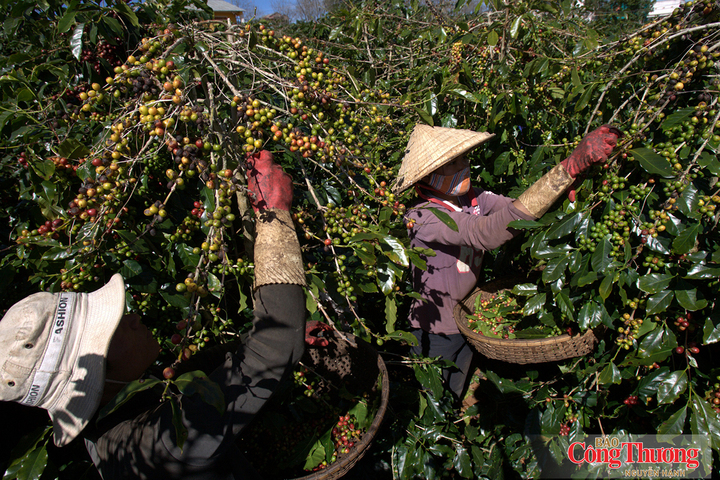 Industry and Trade Newspaper | UK develops anti-deforestation regulations, what should Vietnamese businesses note?