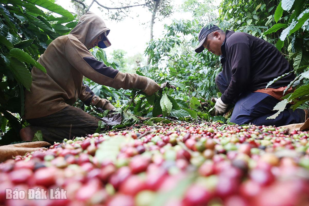 Dan Viet | A European Country Introduces New Regulations Related to Wood, Coffee, Rubber: What Should Vietnamese Businesses Be Aware Of?