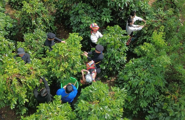 Vietnam News | Farm exports urged to prepare for UK anti-deforestation rules