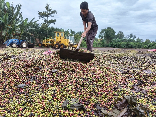 Vietnam News | Xuất khẩu nông, lâm sản: Từ sản xuất sang tạo dựng giá trị