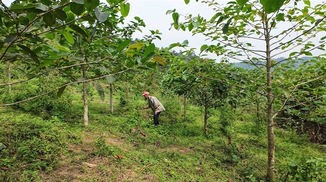 Vietnam News | Phục hồi rừng sau khai thác khoáng sản mở ra cơ hội tạo tín chỉ carbon