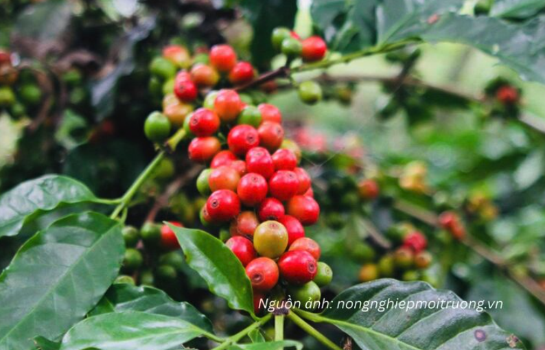 Công thương | Cà phê Tây Bắc: Chuyển đổi để đáp ứng EUDR, nâng giá trị