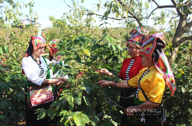 Dân Việt | Có vùng trồng cà phê Arabica hơn 36.000ha, cà phê Sơn La còn cần gì để được "săn đón" tại thị trường EU?