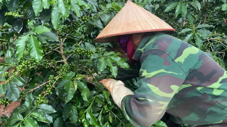 Nhân dân | Thúc đẩy chuyển đổi vùng trồng cà phê Tây Bắc